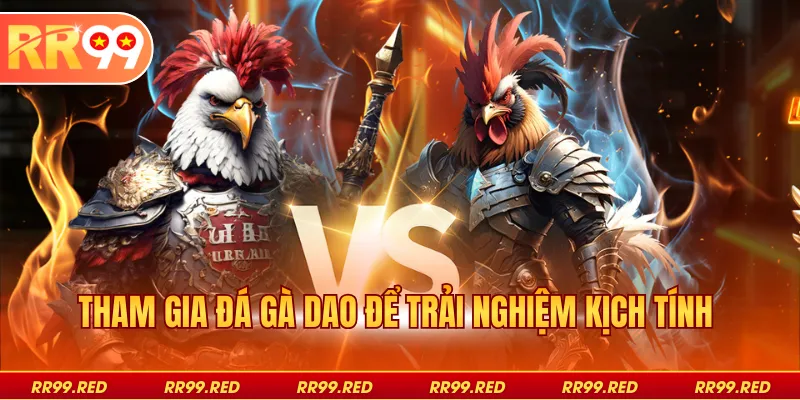 Tham gia đá gà dao để trải nghiệm kịch tính