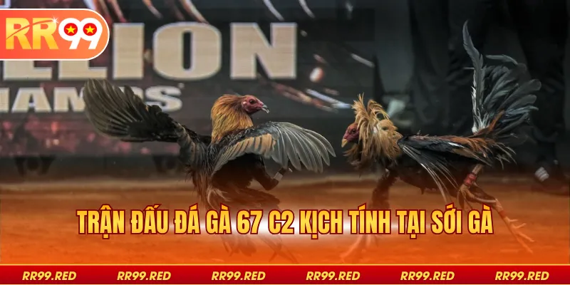 Trận đấu đá gà 67 c2 kịch tính tại sới gà
